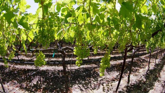 Ways To Develop A Nitrogen Management Plan For Table Grapes - Growing 