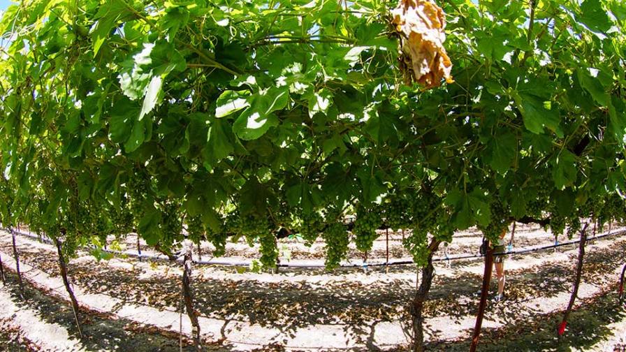 Optimal nitrogen levels in grapes