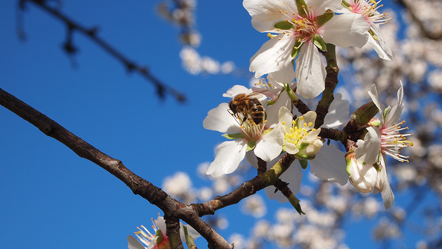 Bee on almond blossom.