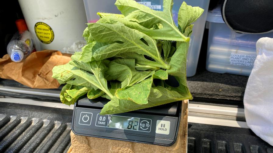 Sample of watermelon leaves prepped for sap analyis shipping