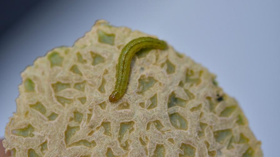 Omnivorous leaf roller larvae
