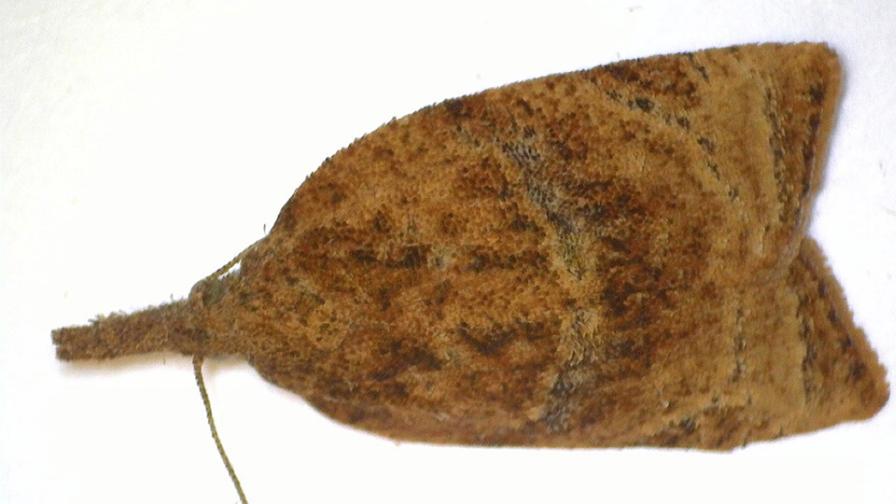 Ominivore leaf roller moth