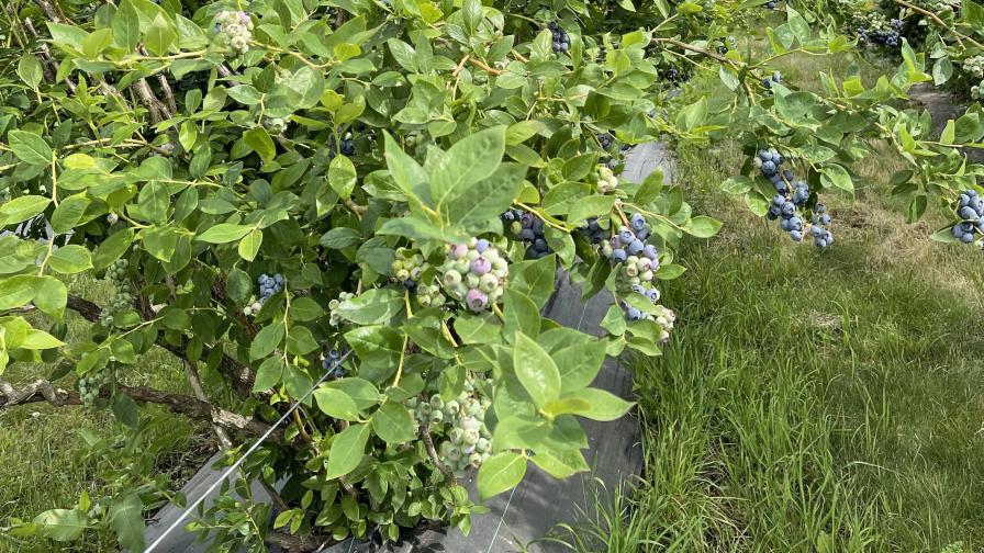 Duke blueberry plants grown organically on weed mats