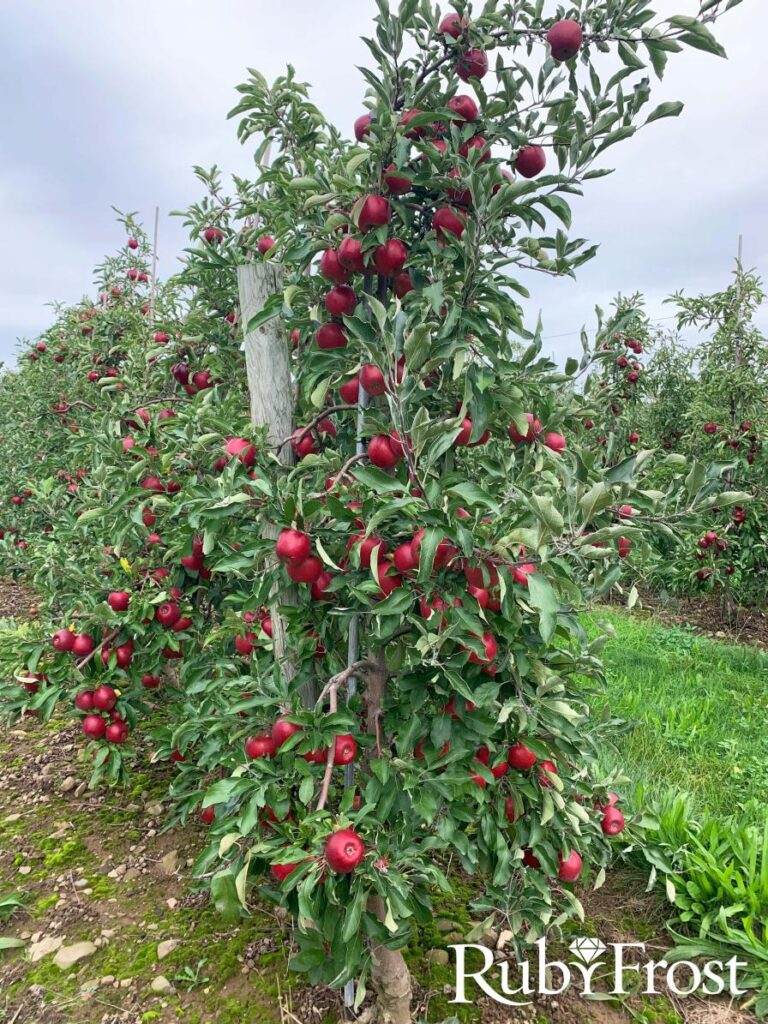 'RubyFrost' apple trees.