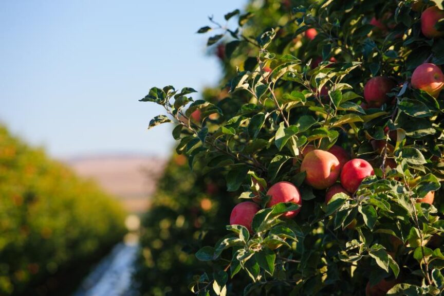Harvest Update 'RubyFrost' Apples Return with New Look Growing Produce