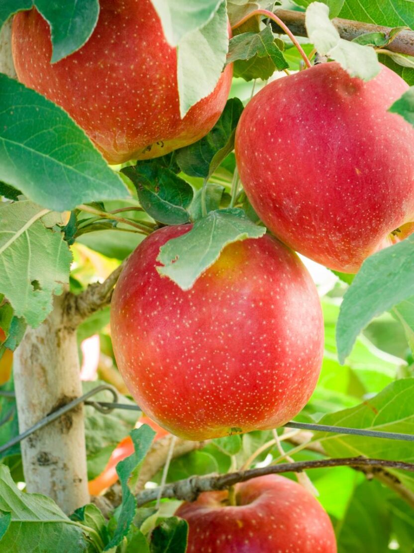 Harvest Update 'RubyFrost' Apples Return with New Look Growing Produce