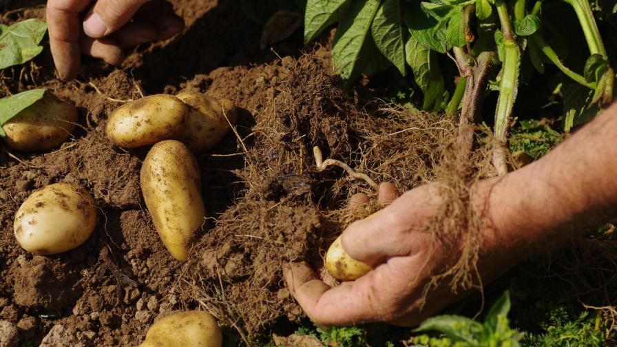 감자 작물 개발
