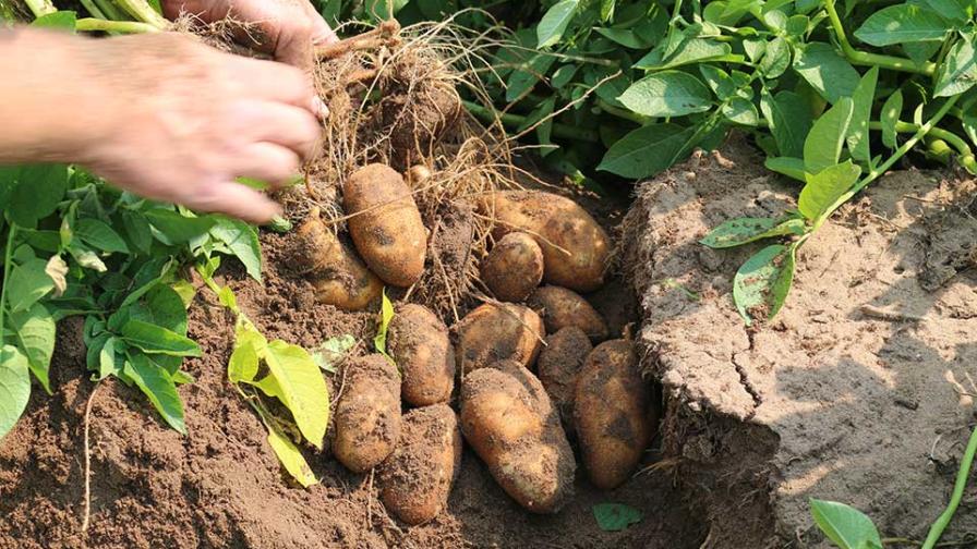 Alsum potatoes harvest