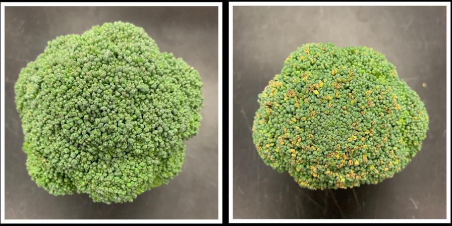 Shelf life stages of broccoli