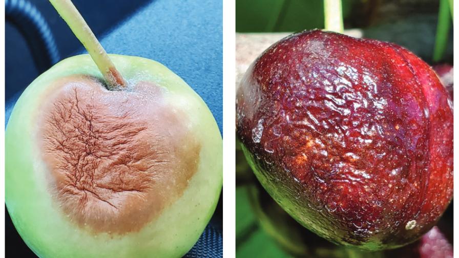 2021 Heat Dome Effect Puts a Lid on Pome Fruit Postharvest Plans - Growing Produce