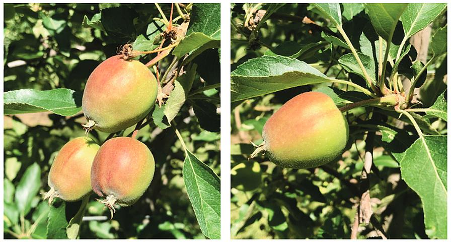 ACC PGR side by side trial on pome fruit