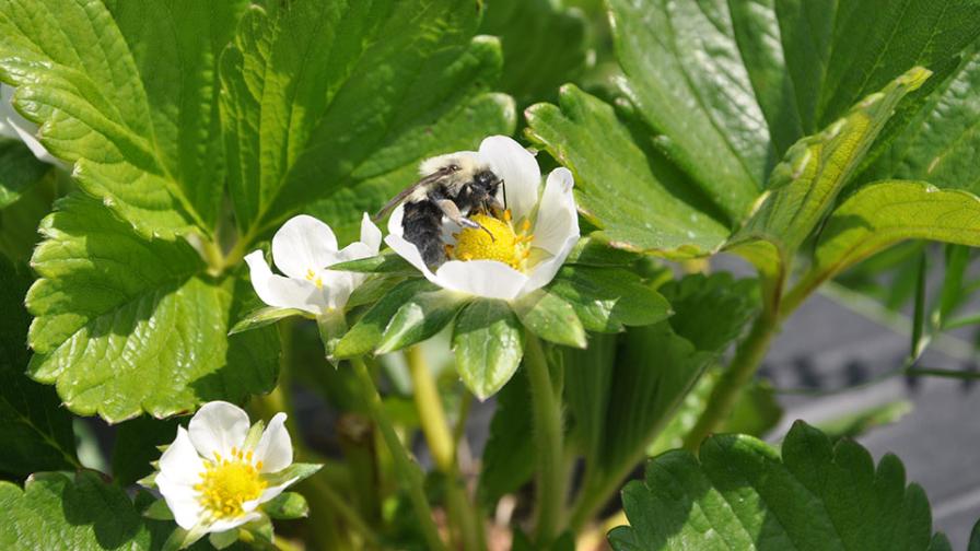 BVT bumblebee in action