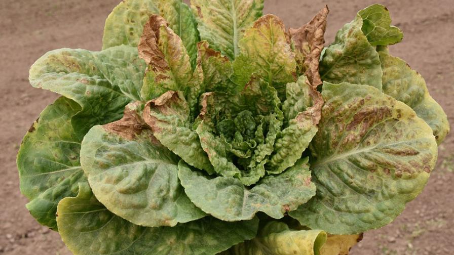 Romaine lettuce infested with INSV