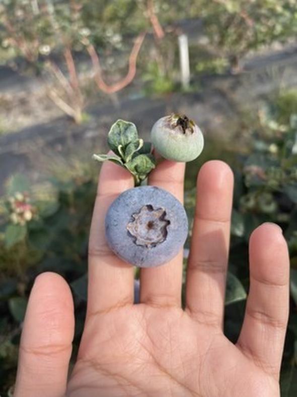 'Duke' blueberries pollinated by biotech startup Beeflow are 50% larger in average berry size by gram than berries pollinated through conventional pollination approaches.