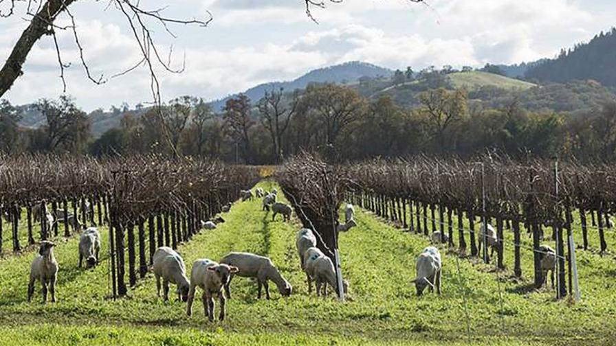 Grazing sheep in vineyard