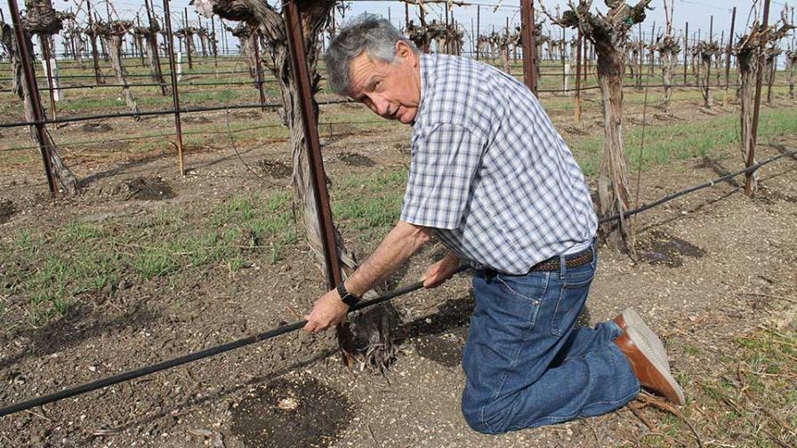 Wine grape grower Dana Merrill at work in the vineyard