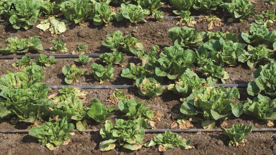 INSV infected field of lettuce