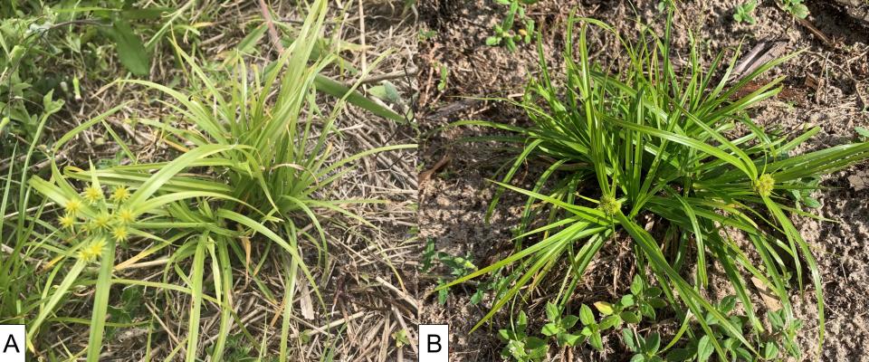 Side-by-side yellow nutsedge field samples for Candidatus Phytoplasma brasiliense