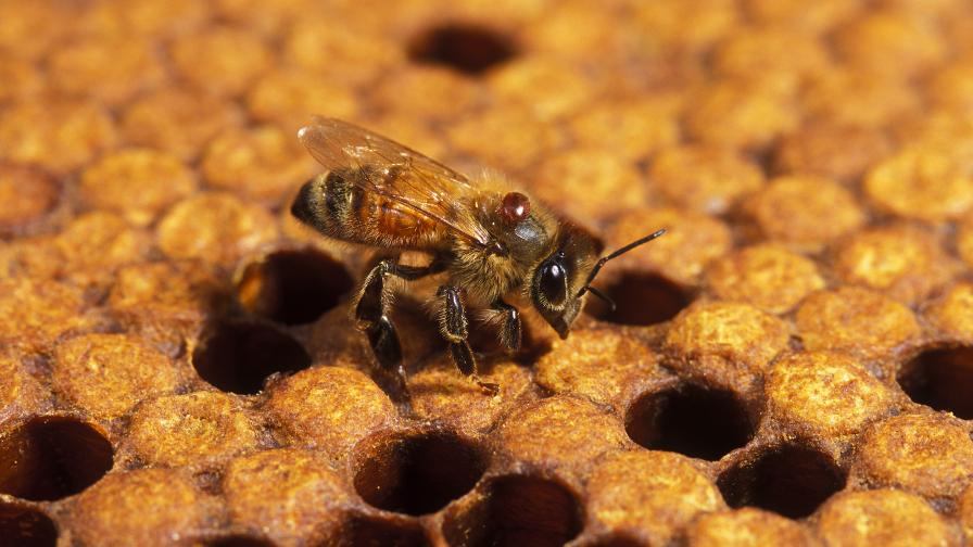 Pol-line honey bee up close