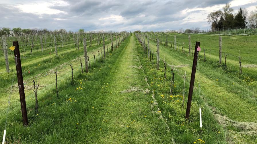 Vineyard with manicured grass cover crop