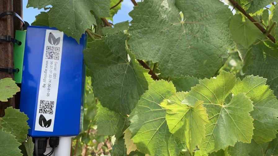 Agrology sensor in the vineyard
