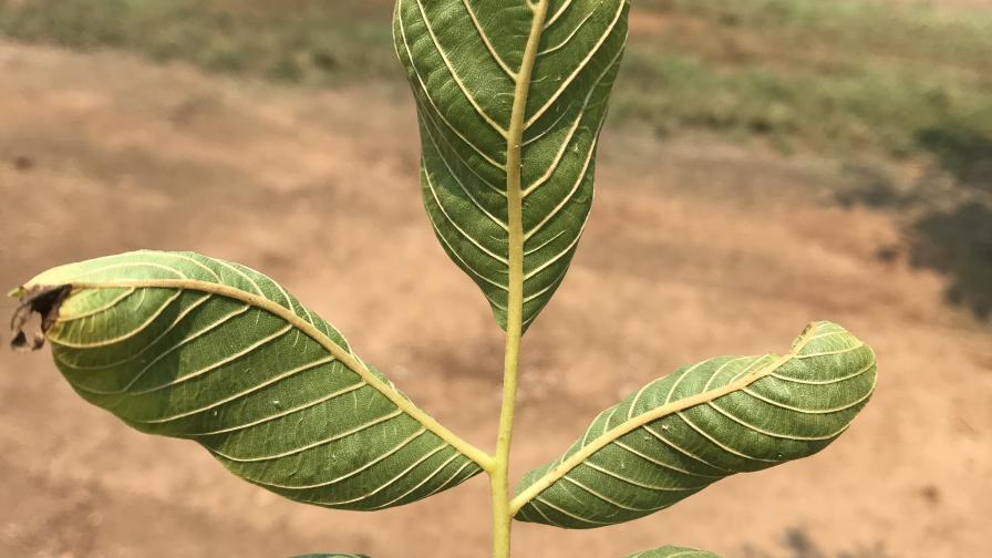 symptoms of early season overwatering in walnut plant