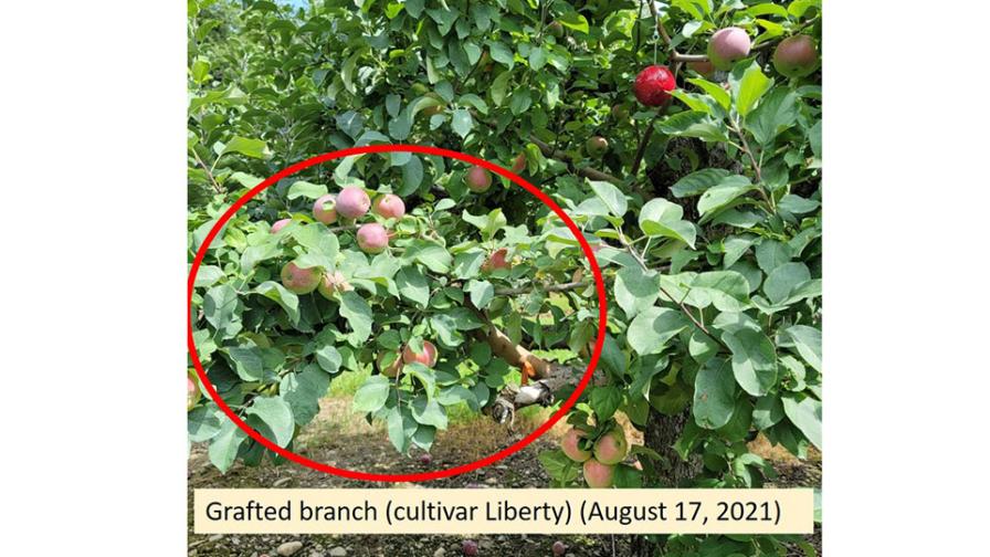 Grafted branch featuring Liberty cultivar