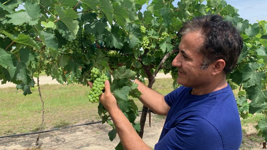 UF/IFAS researcher Ali Sarkhosh inspects healthy grape vines in Florida.