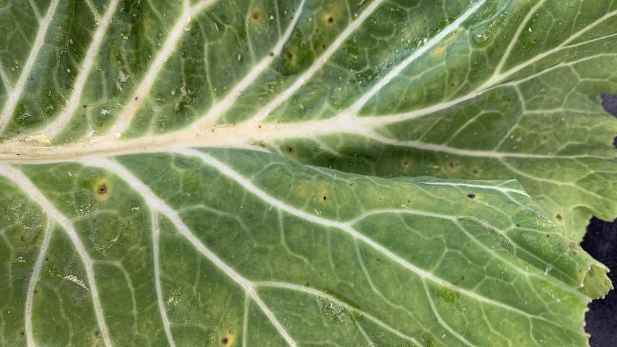 Foliar disease symptoms on cabbage