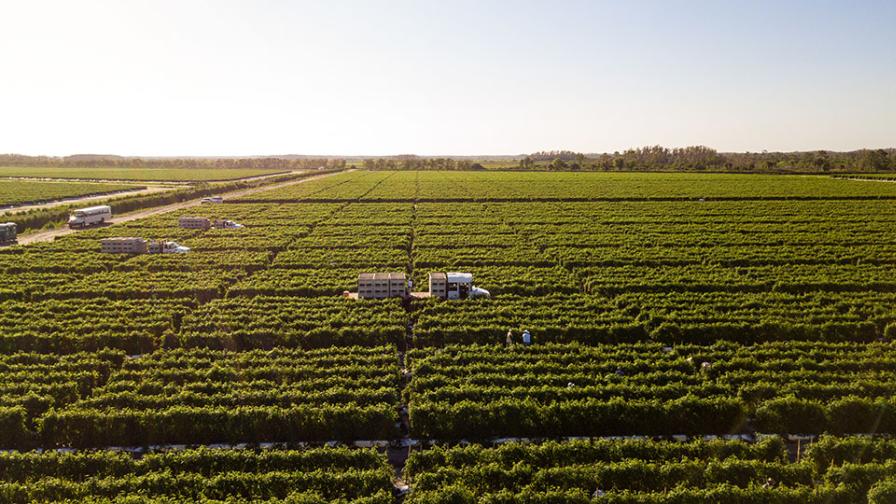 Drone view of Lipman Family Farms field