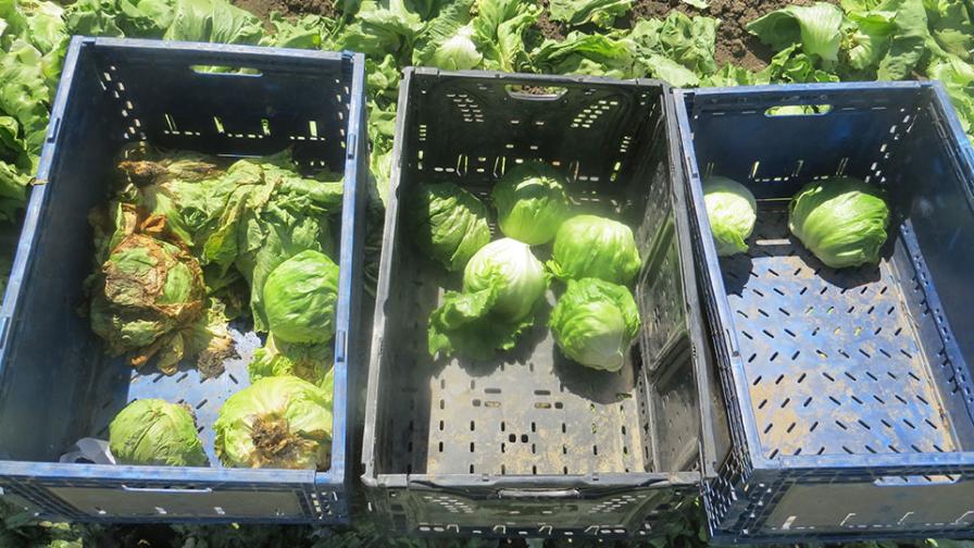 Lettuce harvest at Duda