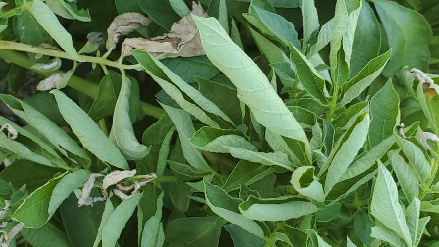 Potato plants showing leaf rolling symptoms from heat stress