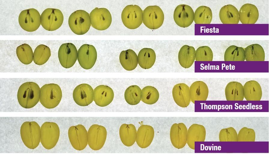 seedless grape cross-sections