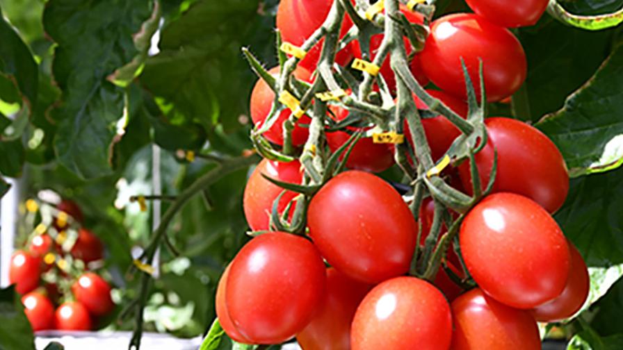 closeup of gene-edited tomatoes