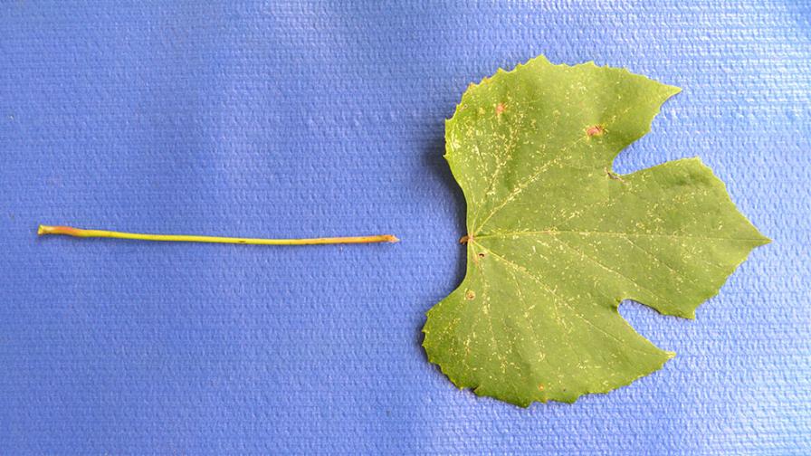 petiole and leaf blade of grapevine