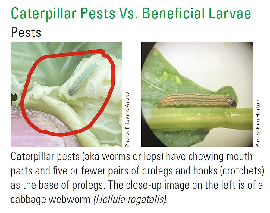Example of pest caterpillars