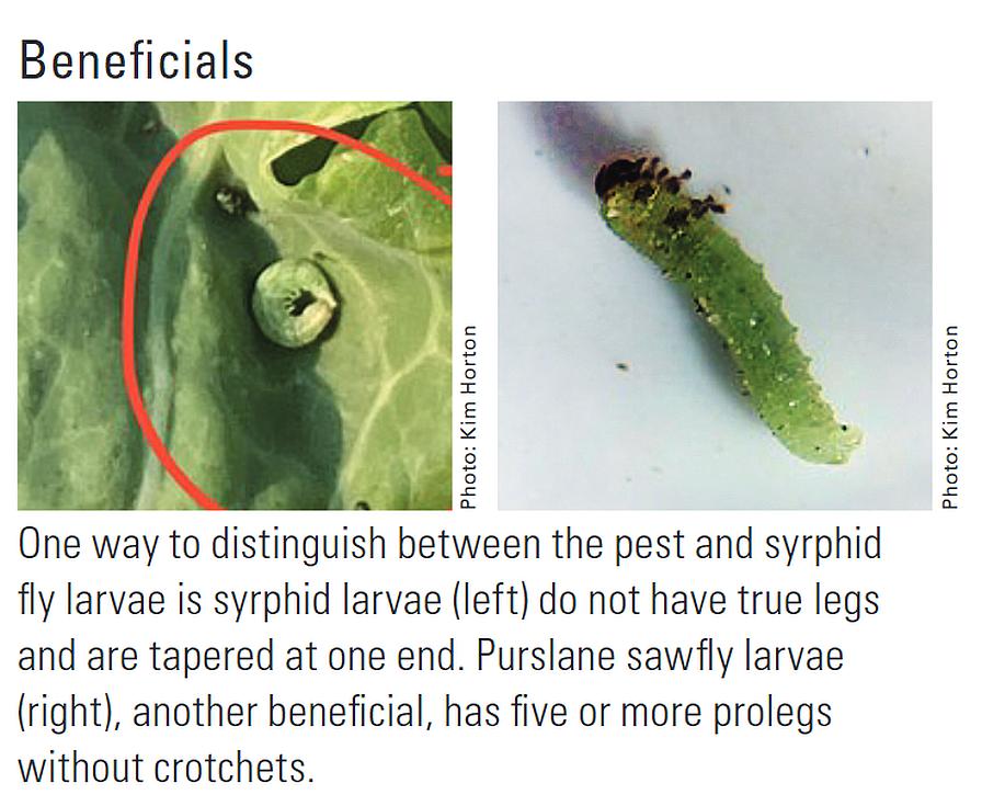 Example of beneficial caterpillars