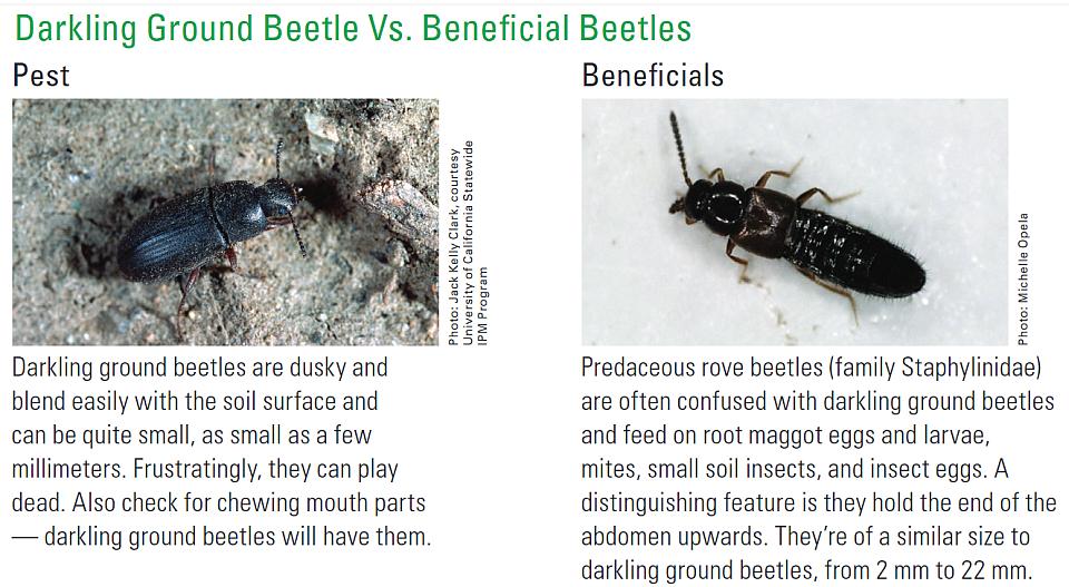 Darkling ground beetle vs. beneficial counterpart side-by-side
