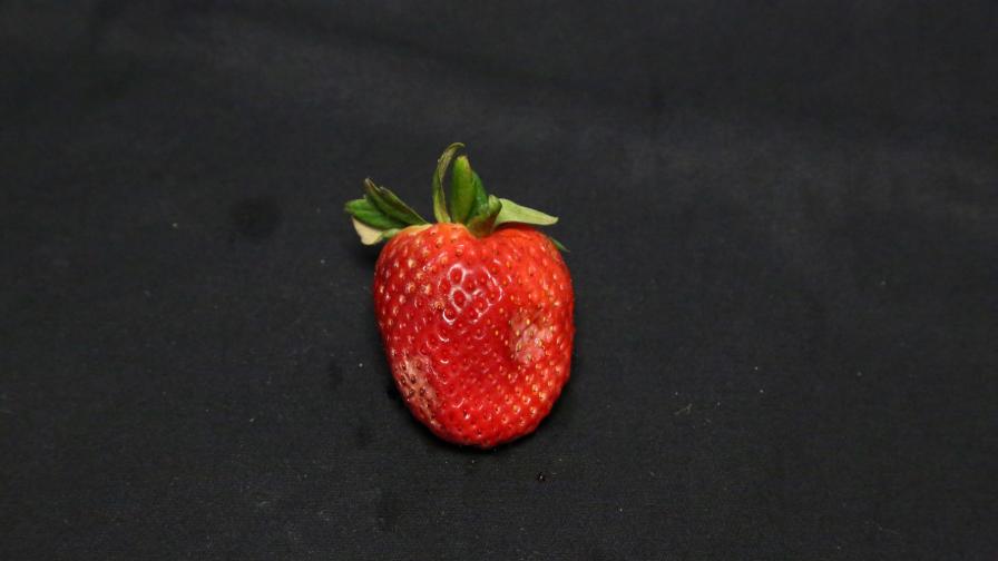 Bruised strawberry detected by AI