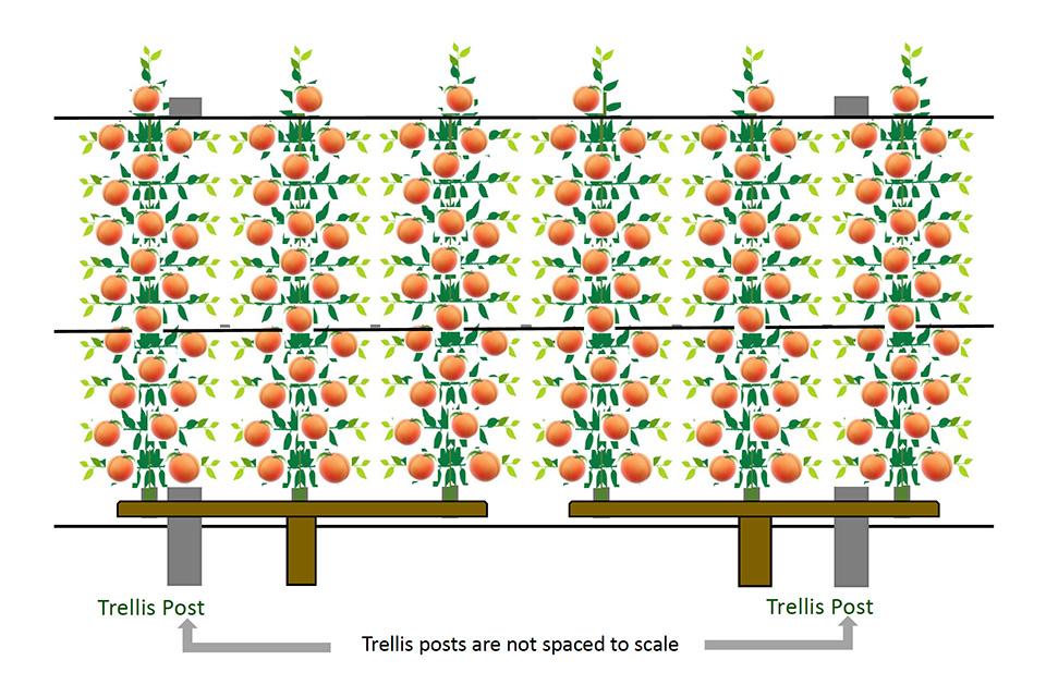 Graphic depiction of peach trellis fruit offshoots