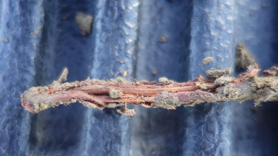 Phytophthora infection on an almond root