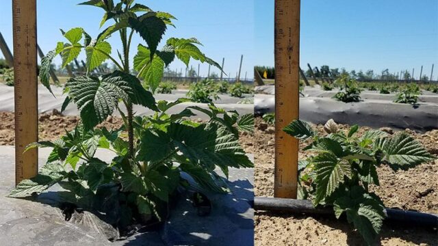 Plastic Mulches — A Remarkable Thing When It Comes to Growing ...