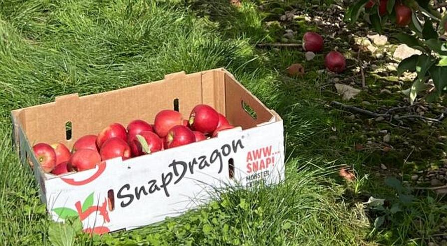 Box of SnapDragon apples