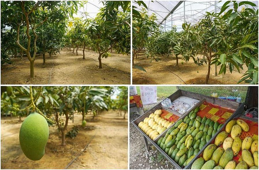 Greenhouse mangoes
