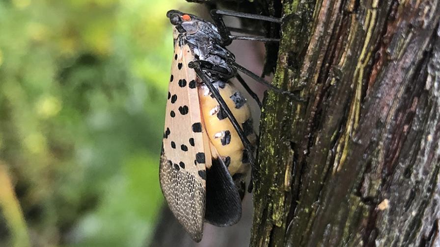 Spotted lanternfly scaling a tree