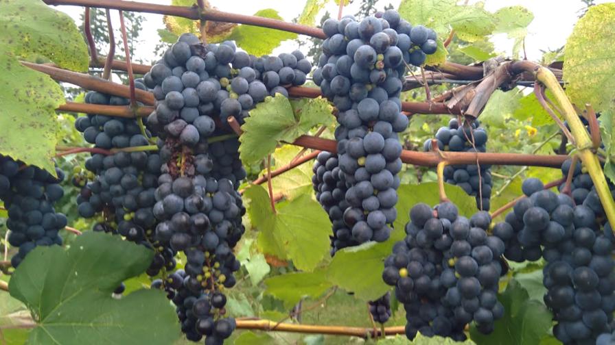 Clusters of healthy wine grapes