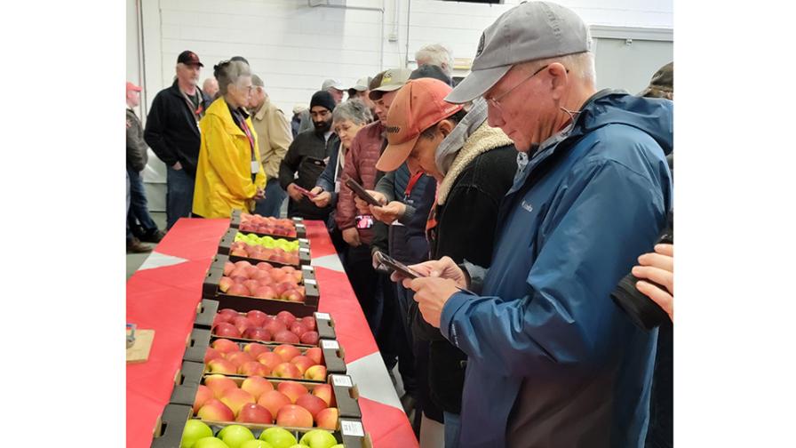 Dave Gleason looks over fruit during IFTA Italy 2022 tour