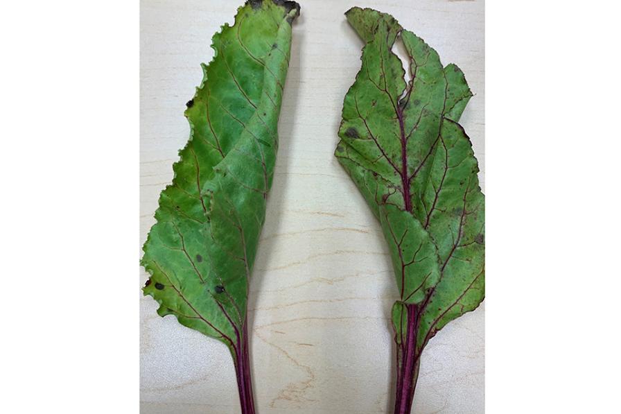 beet leaves with postharvest symptoms