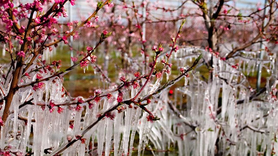 Cherry blossoms covered in ice