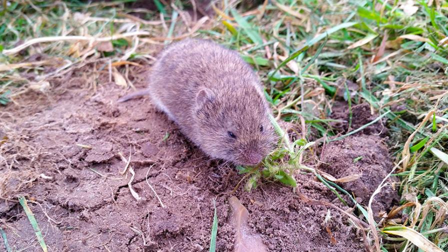 Vole in the orchard